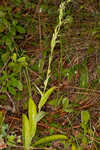 Longhorn bog orchid